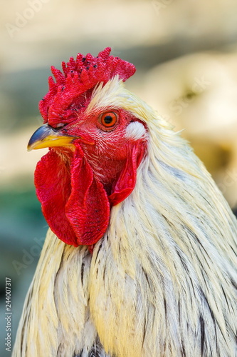 Portrait of a white rooster against out of focus natural background.