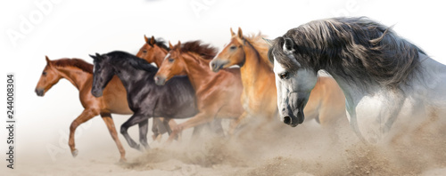 Horse herd run gallop in desert dust isolated on white