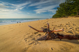 Broken Branch left Alone at Beach. Beautiful Beach with Orange Sand and Clear Sky in the Sunny Day. Mai Khao Beach, The Longest Beach in Phuket, Thailand...