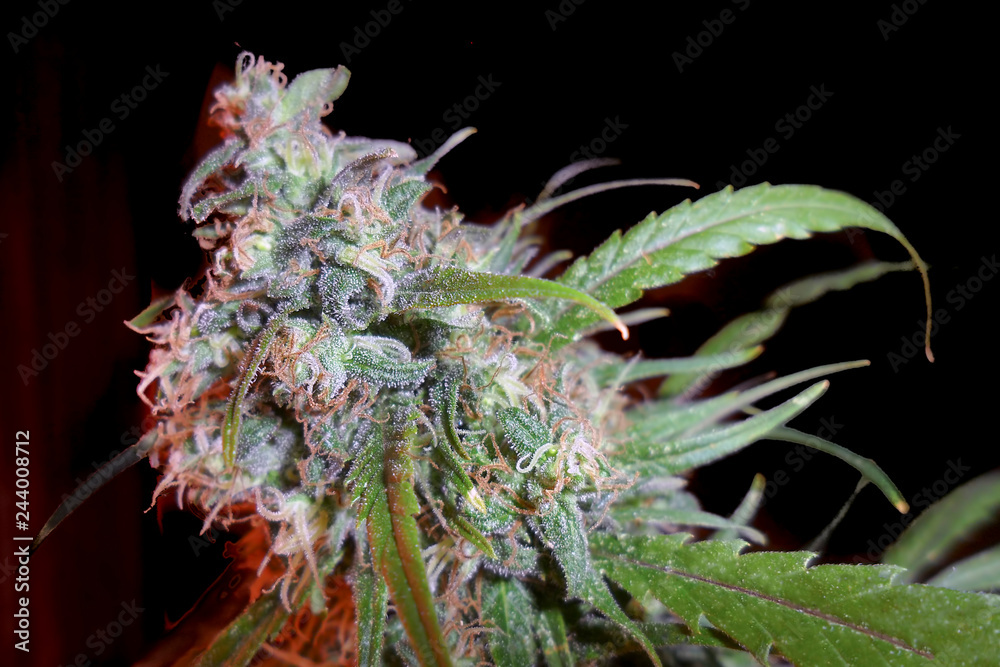Cannabis Indica blossom close uo Cannabis Indica blossom close uo