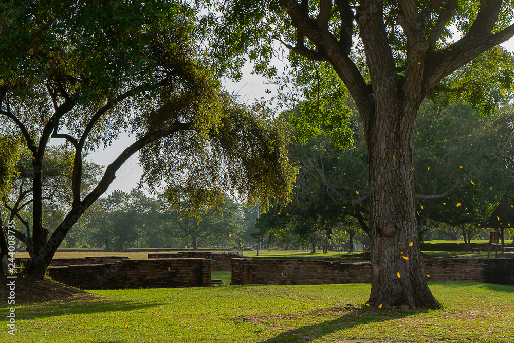 Landscape of old tree with leaf fall