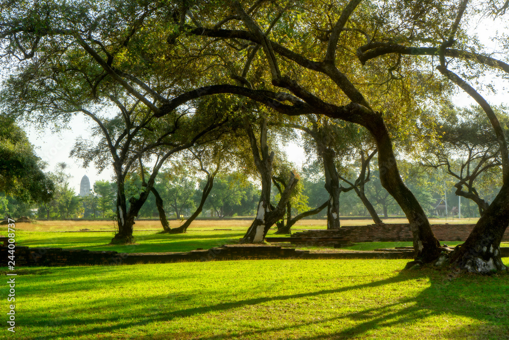 Obraz premium Landscape of Old tree with sunlight