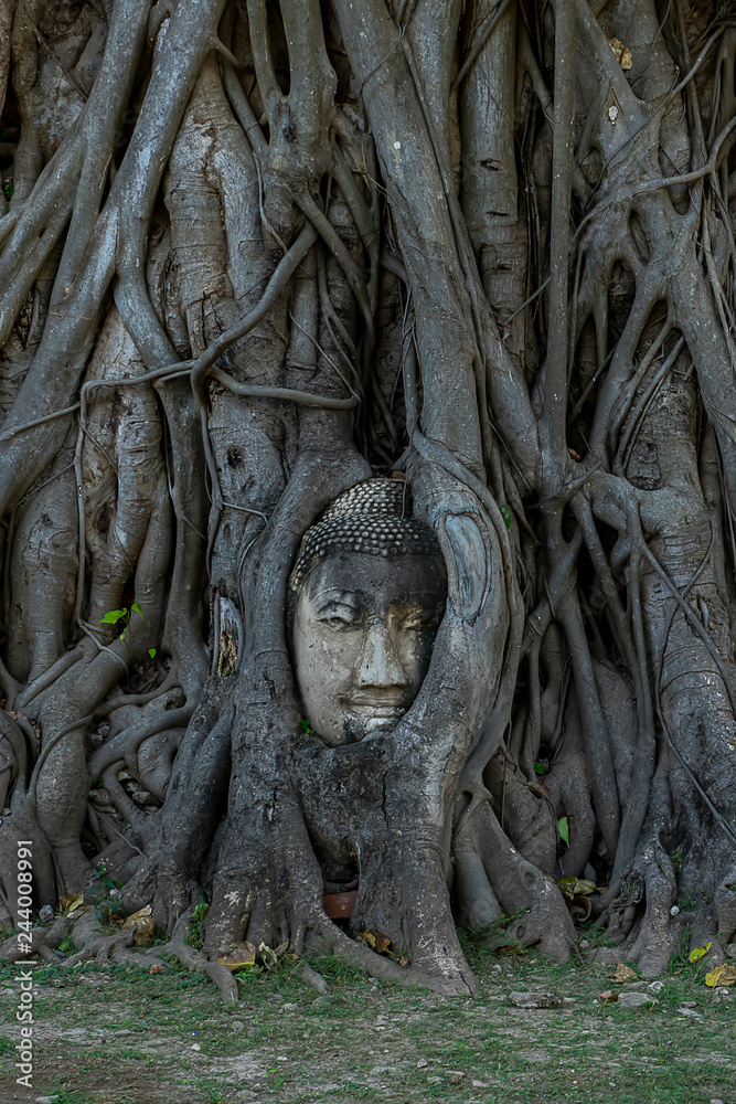 Buddha statue head and face covered with big tree roots.