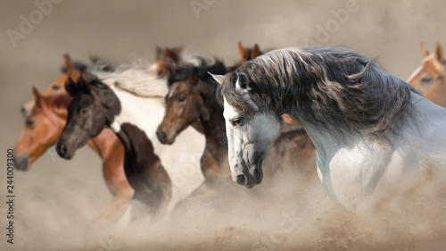 Horse herd run gallop in desert dust