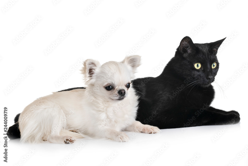 black cat and chihuahua black cat and chihuahua