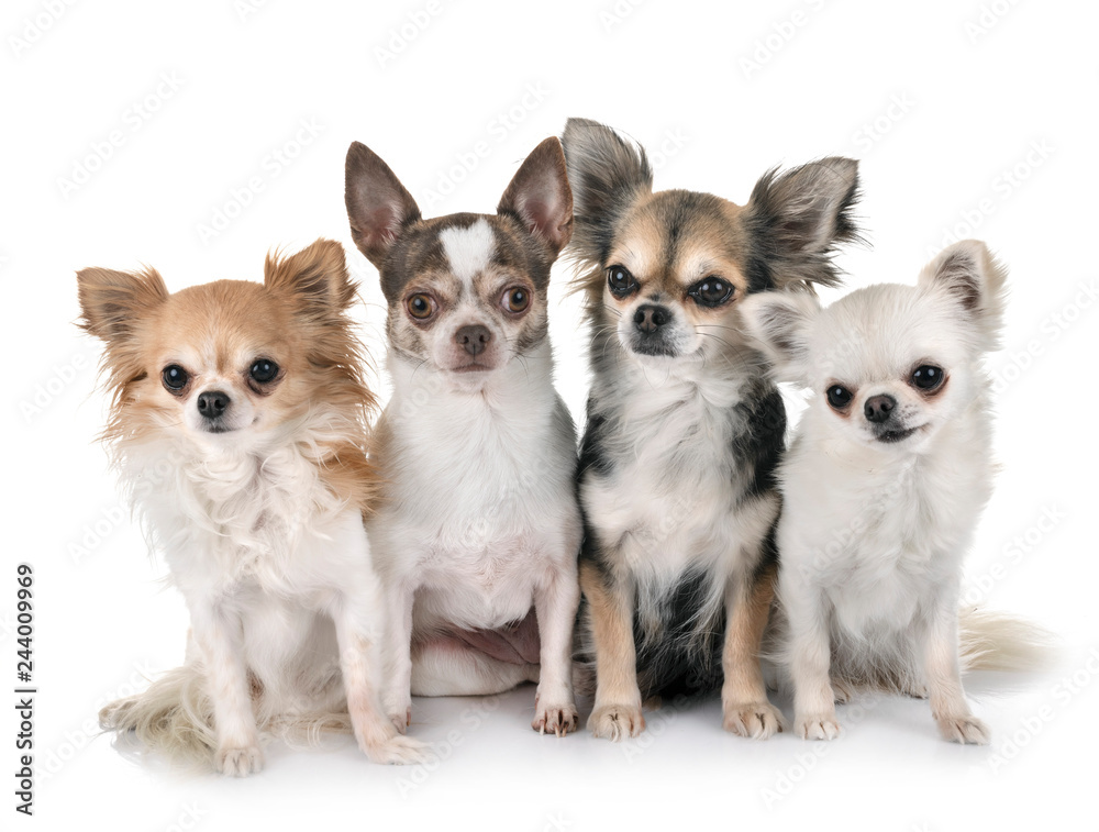 chihuahuas in studio chihuahuas in studio
