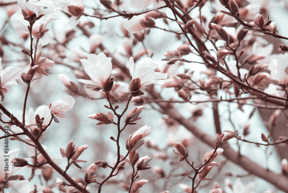 Mysterious spring background with white magnolia flowers Mysterious spring background with white magnolia flowers