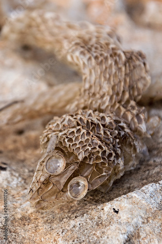 snake moult