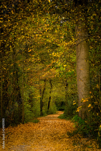 Wanderweg im Wald