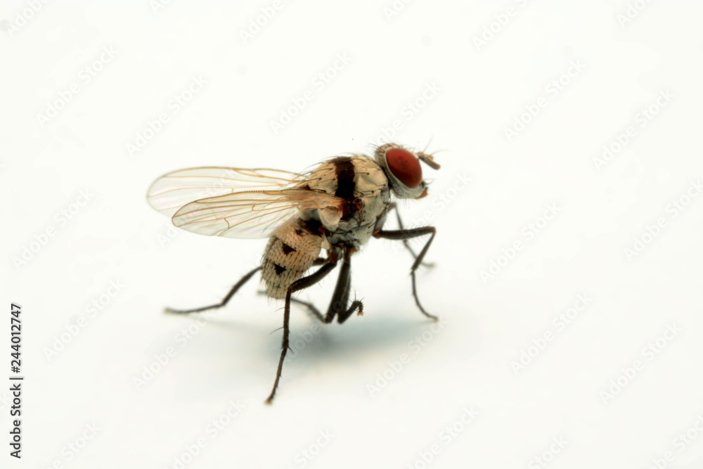 A macro shot of fly isolated on white background. A macro shot of fly isolated on white background.