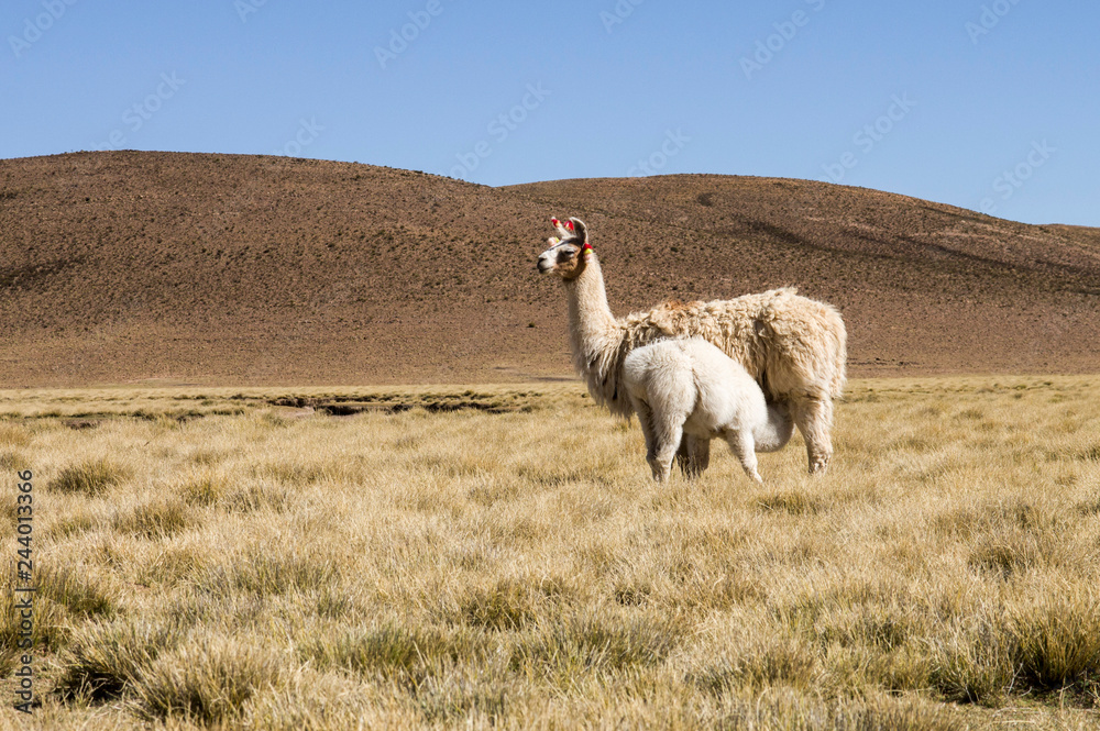 Fototapeta premium llamas