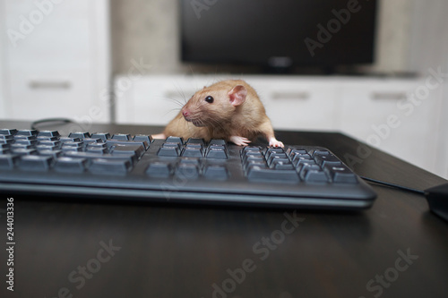 A brown cute rat is sitting on a computer keyboard next to a computer mouse on a black wooden table.