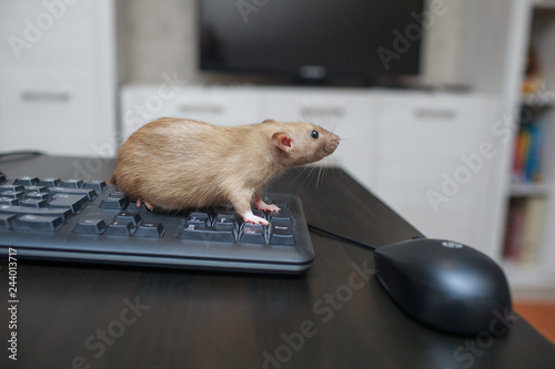 A brown cute rat is sitting on a computer keyboard next to a computer mouse on a black wooden table.