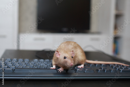 A brown cute rat is sitting on a computer keyboard next to a computer mouse on a black wooden table.