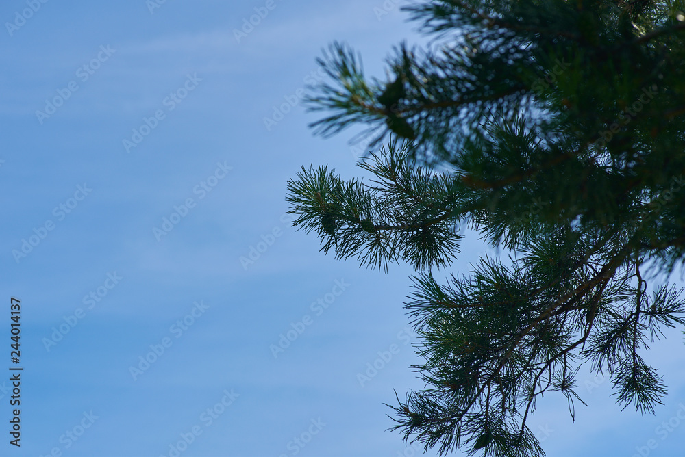 needles on the head of heaven needles on the head of heaven
