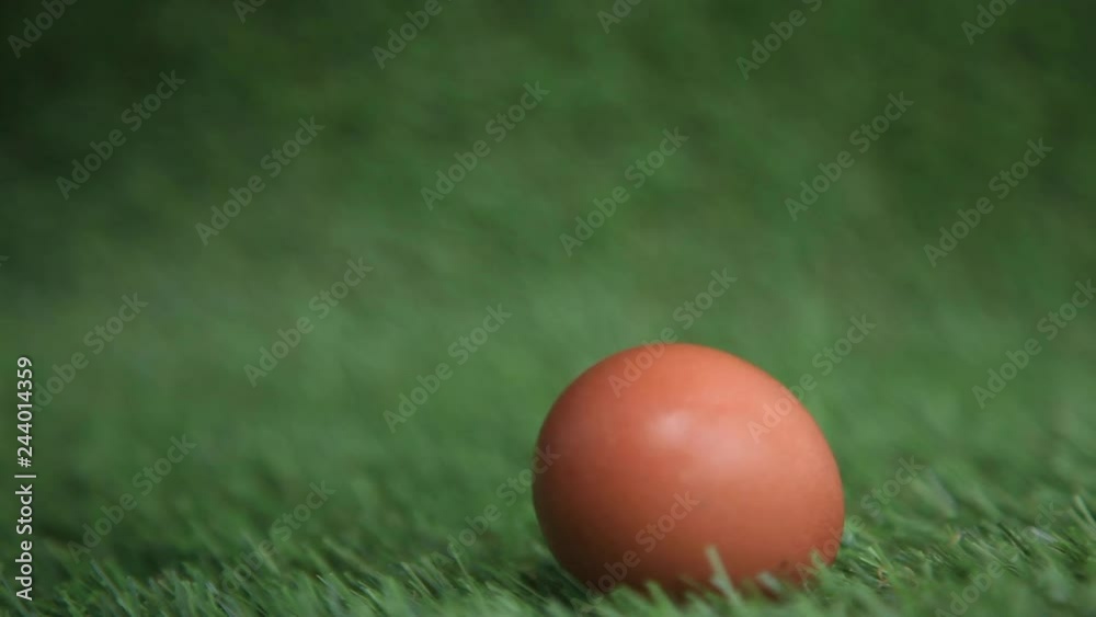 chicken brown egg falls on green grass, shot close chicken brown egg falls on green grass, shot close