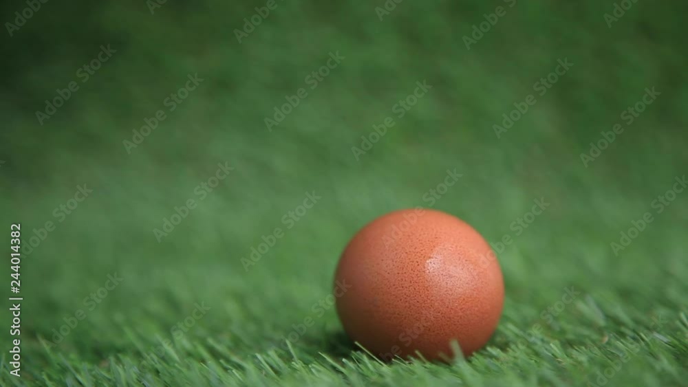 chicken brown egg falls on green grass, shot close chicken brown egg falls on green grass, shot close
