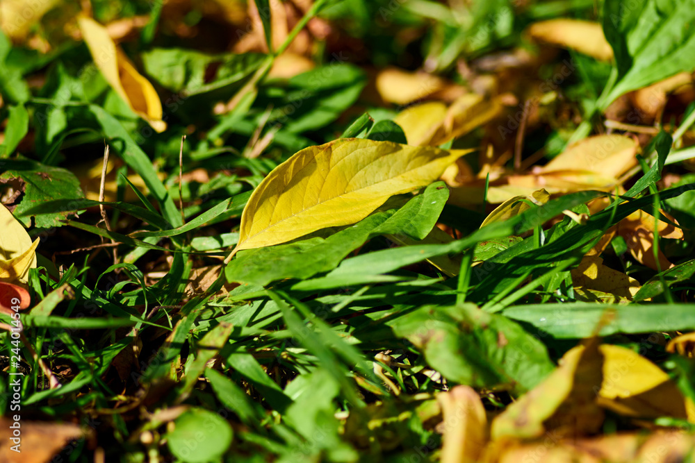 Autumn leaves on green grass field, view from above Autumn leaves on green grass field, view from above