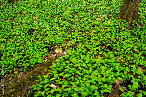 wild garlic field at wood, before blooming at march