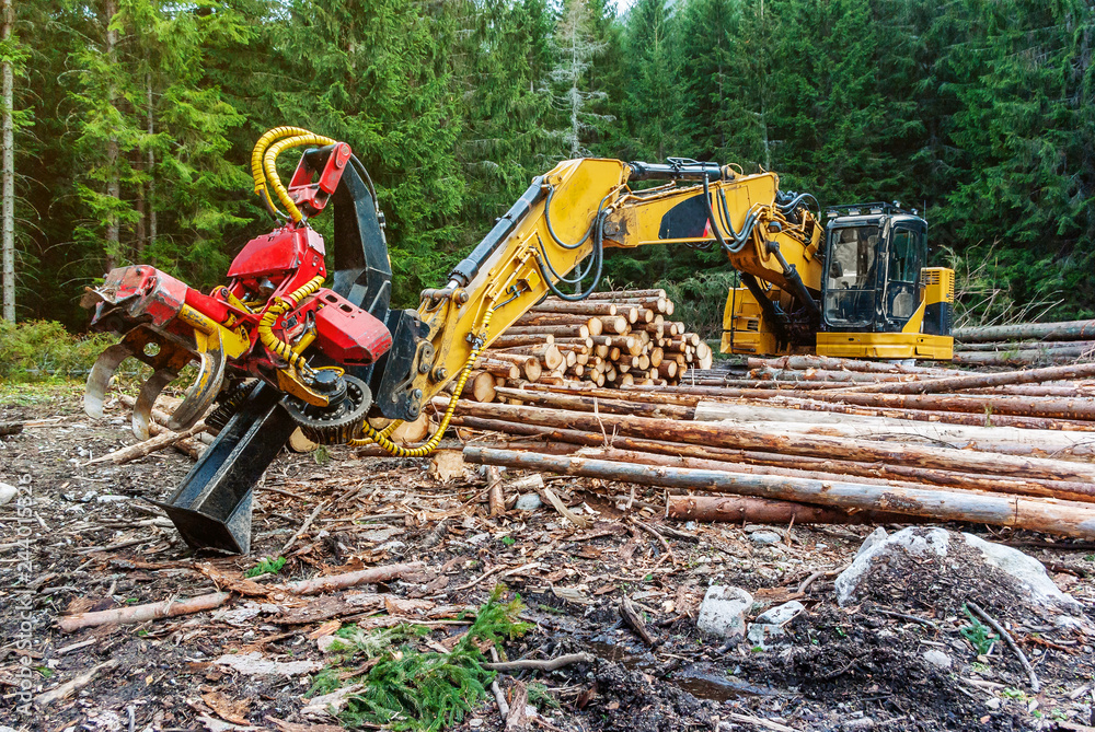 Fototapeta premium Woodworking machine tractor harvester in the forest. Primary wood processing, pruning branches. Deforestation.