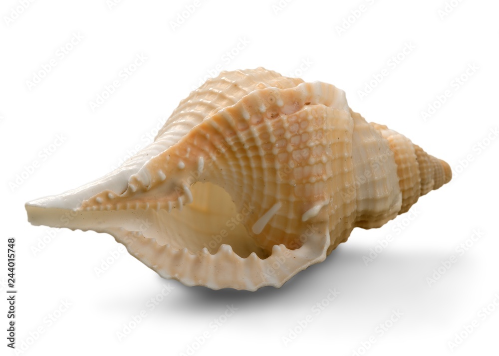 Conch Shell