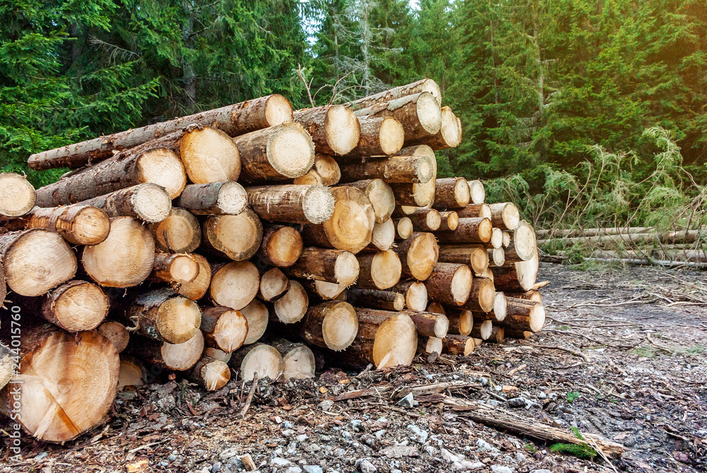 Freshly cut pine logs piled in the forest. Logging, deforestation, environmental issues