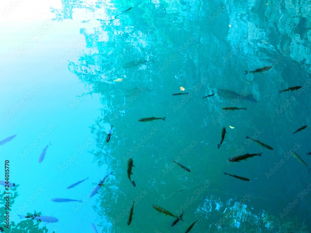  fish in clear water