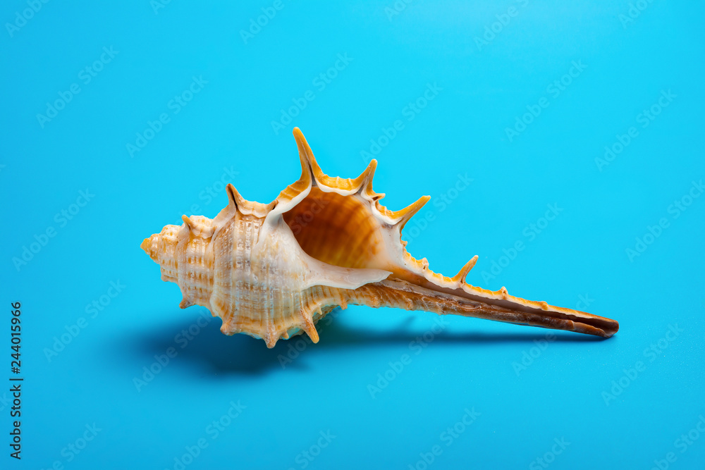 conch shell on a blue background conch shell on a blue background