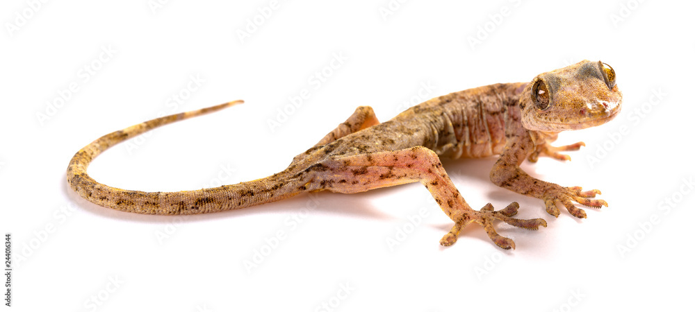 Naklejka premium lizard close up on a white background