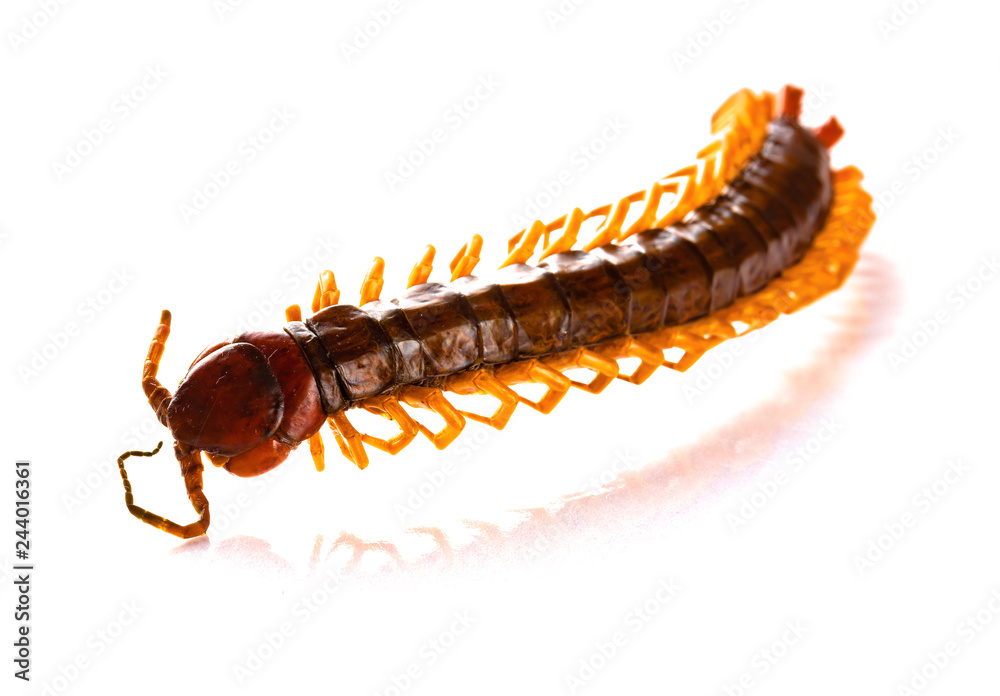 dead body of a giant size centipede on a white background dead body of a giant size centipede on a white background