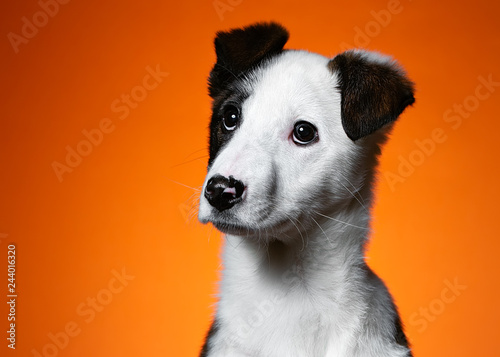 Dog on an orange background