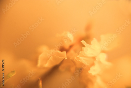 Blur wedding background with white flower in macro. Floral abstract photography. Soft romantic pattern.