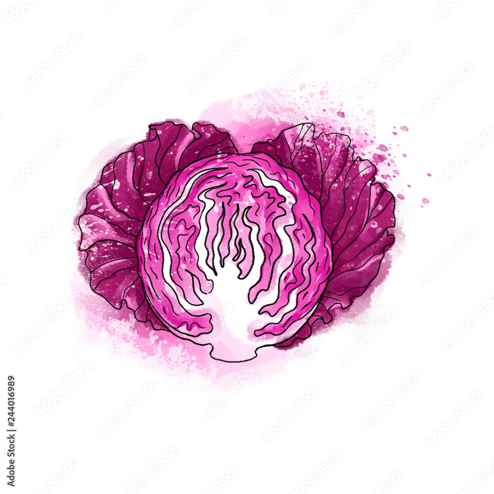 Obraz premium Hand drawn colorful bright fresh red radicchio cabbage lettuce salad. Watercolors, white background.