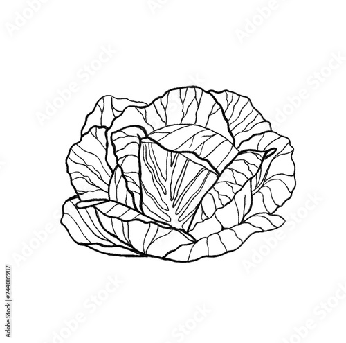 Hand drawn fresh lettuce cabbage salad. Outline, white background.