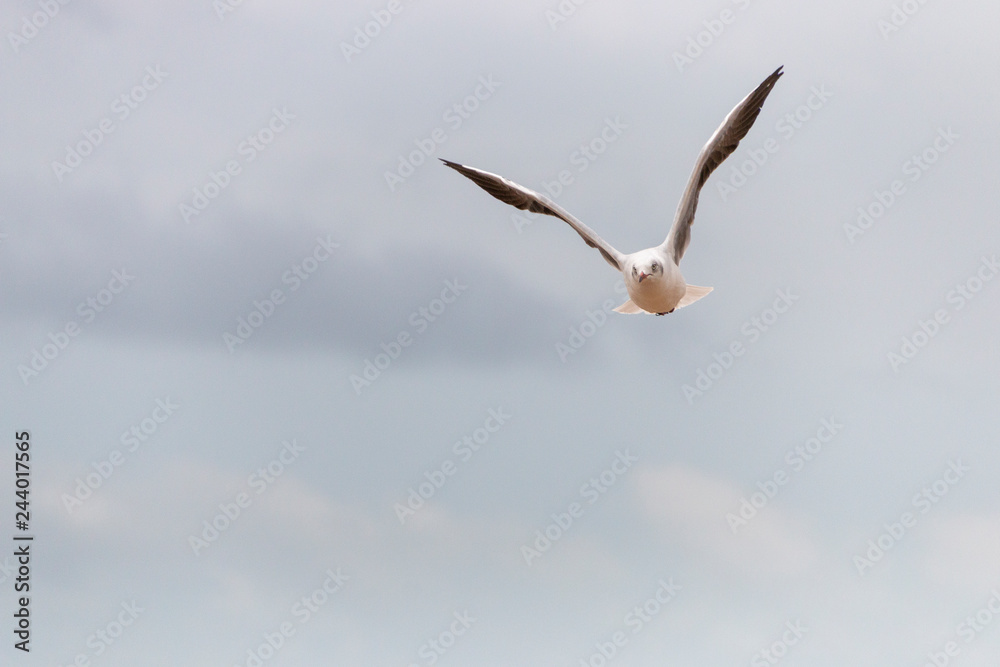 A Seagull In Flight A Seagull In Flight