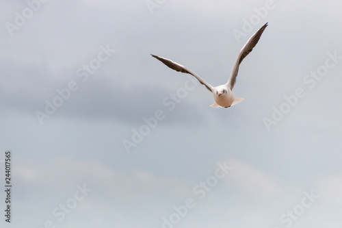 A Seagull In Flight