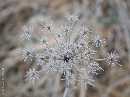 Frozen Bloom © Dennis