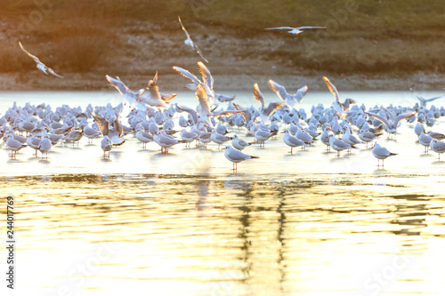 Gulls on frozen lake at sunset © Simun Ascic