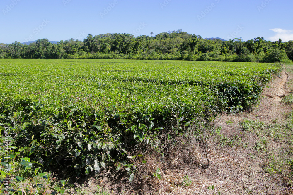 Tea plantation in The Daintree in Tropical North Queensland, Australia
