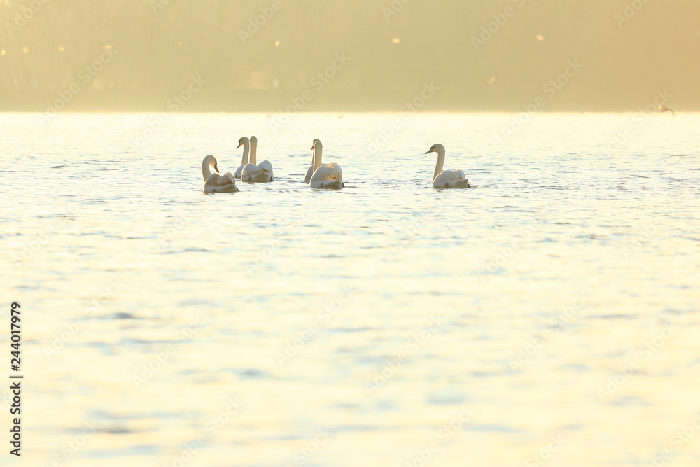 Swans on lake, morning light