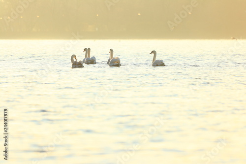 Obraz na płótnie Swans on lake, morning light w salonie