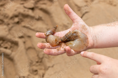 A Small child holding two Mollusks photo