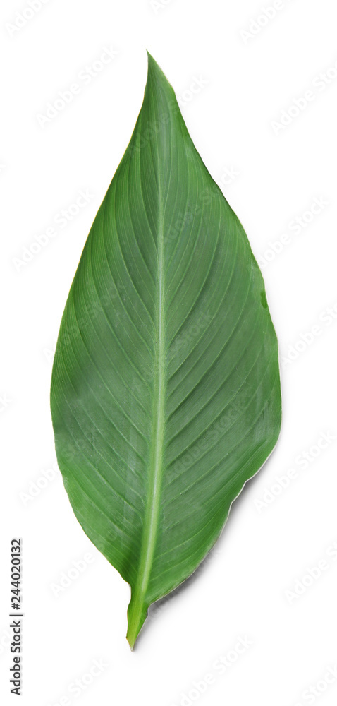 Obraz premium Fresh tropical leaf on white background