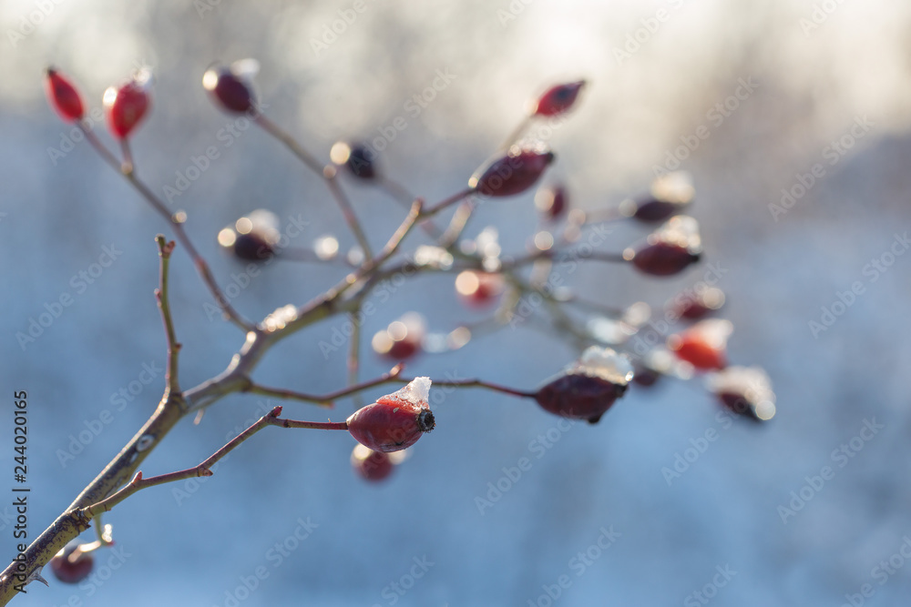 Christmas tree branch with snow, winter fairy tale, wild rose in the snow	