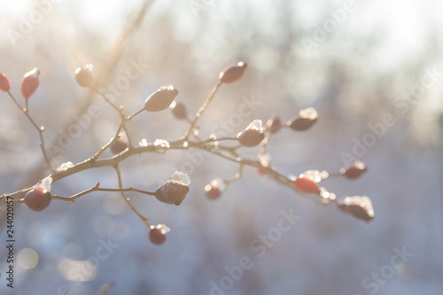Christmas tree branch with snow, winter fairy tale, wild rose in the snow 