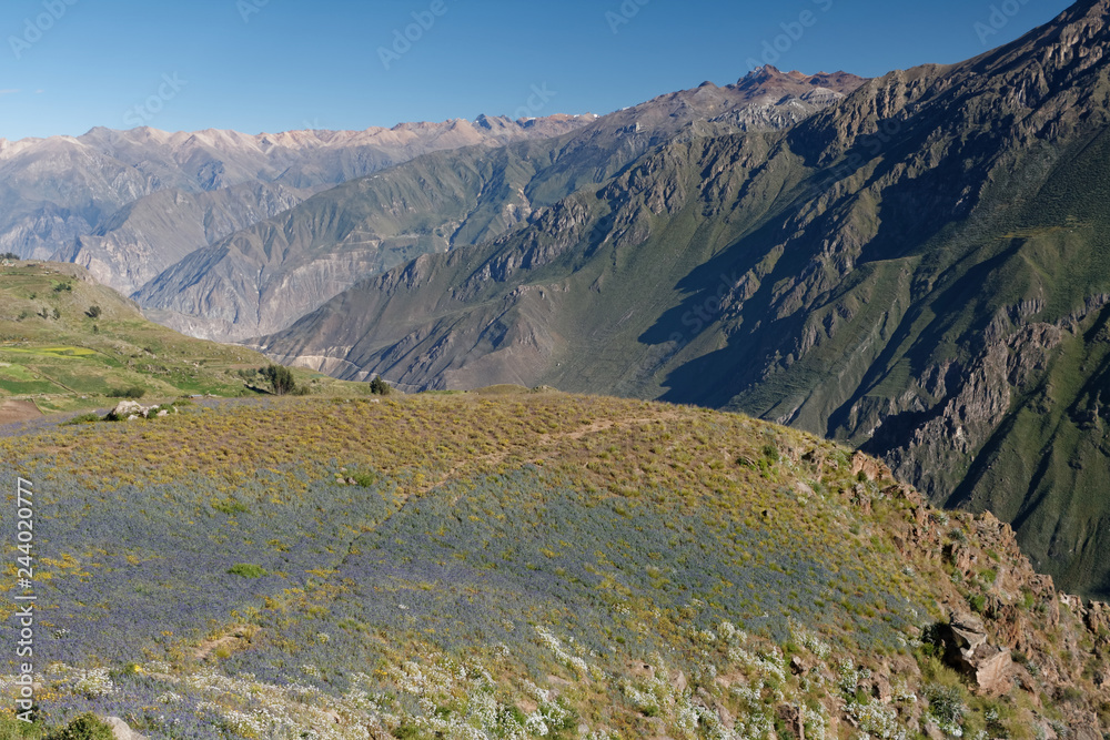 Kanion Colca w Andach peruwiańskich