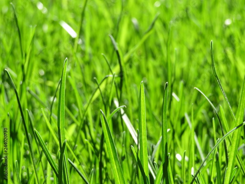 Spring green grass glittering in sunlight, selective focus. Bright nature background, fresh nature