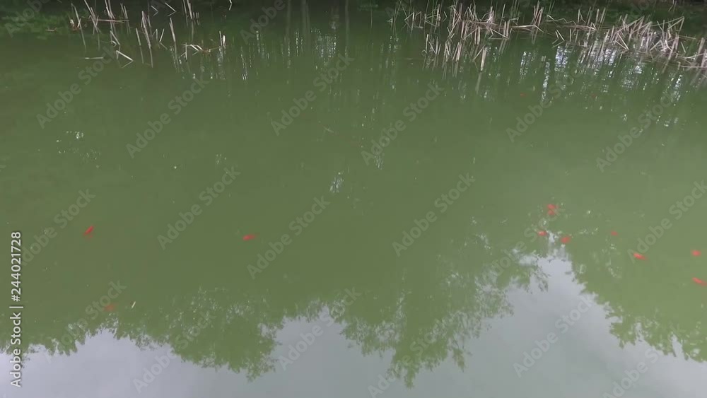 Flying drone over the surface of the water. Little red fish in the lake Flying drone over the surface of the water. Little red fish in the lake