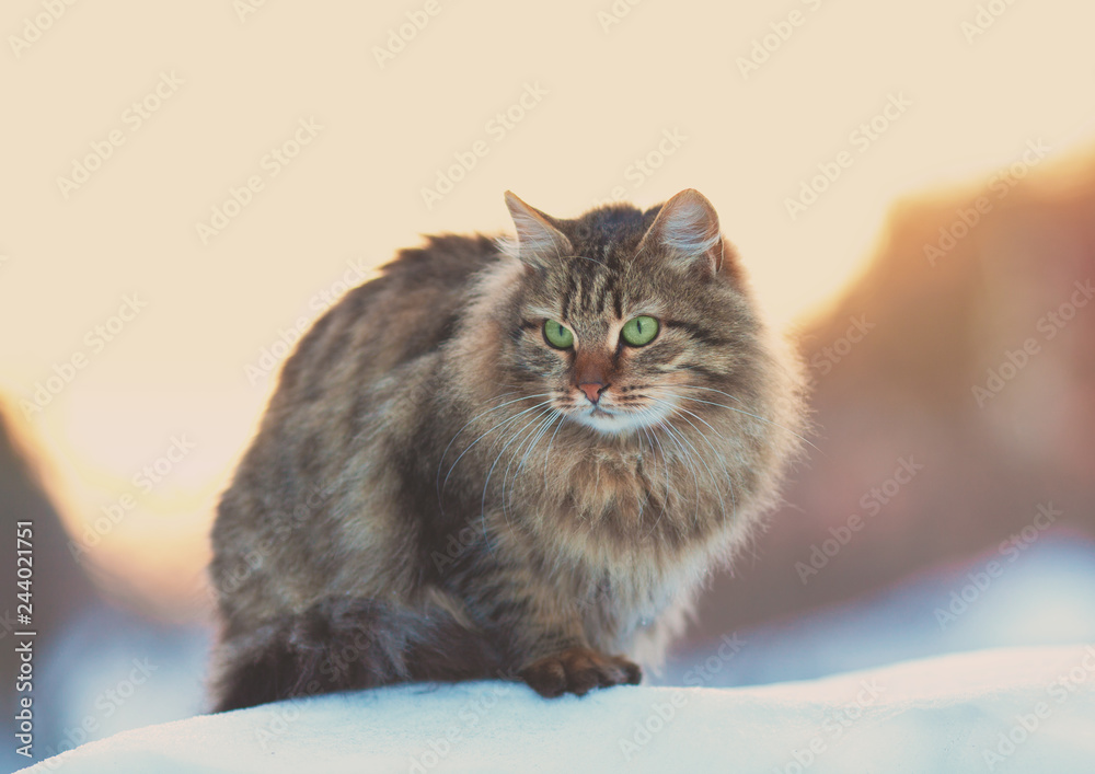 Obraz premium Siberian cat sitting on the snow at winter sunset