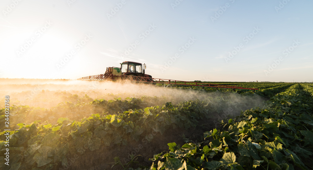 Fototapeta premium Farmer on a tractor with a sprayer makes fertilizer for young vegetable